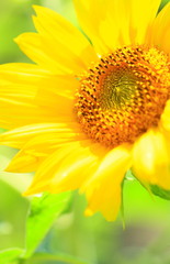 花のイメージ写真