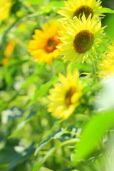 花のイメージ写真