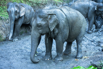 Fototapeta premium A baby elephant playing in mud,elephant mud bath in thailand.