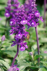 Honey Bee collecting pollen on flower