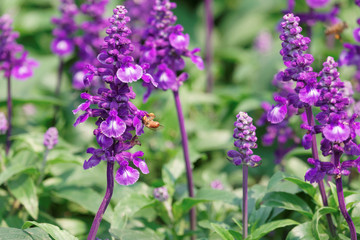 Honey Bee collecting pollen on flower