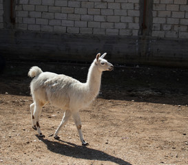 White exotic llama in zoo.