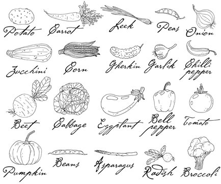 Set of elements with hand drawn vegetables on a white background.
