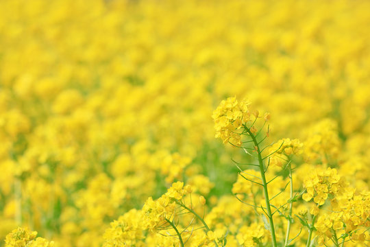 菜の花 Images Browse 38 925 Stock Photos Vectors And Video Adobe Stock
