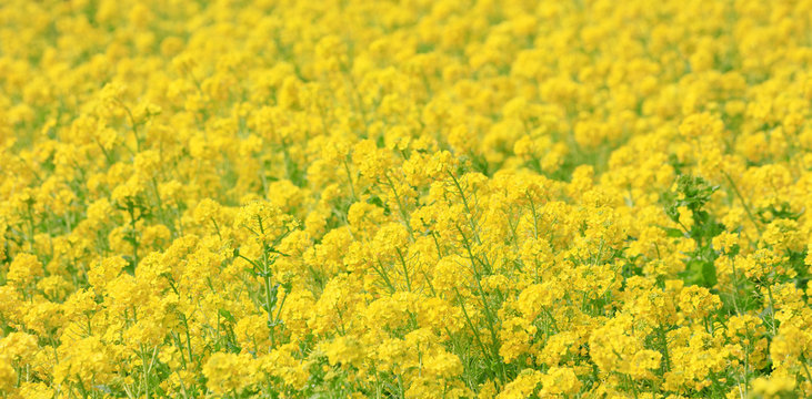 菜の花イメージ の画像 3 5 件の Stock 写真 ベクターおよびビデオ Adobe Stock