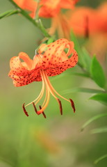 花のイメージ写真