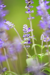 花のイメージ写真