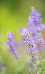 Obraz premium 花のイメージ写真