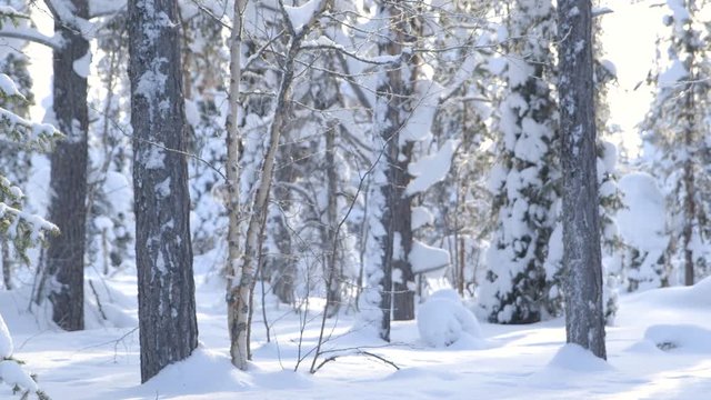 Finlands nature at its best