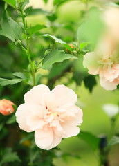 花のイメージ写真