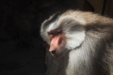 Wild baboon in zoo.