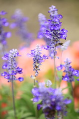 花のイメージ写真