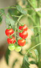 花のイメージ写真