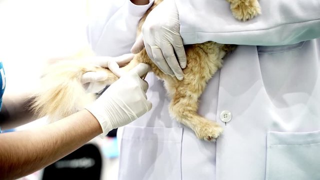 Veterinarian taking temperature of cat in veterinary clinic, veterinarian taking a cat temperature