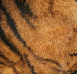 Tiger skin ornament.
