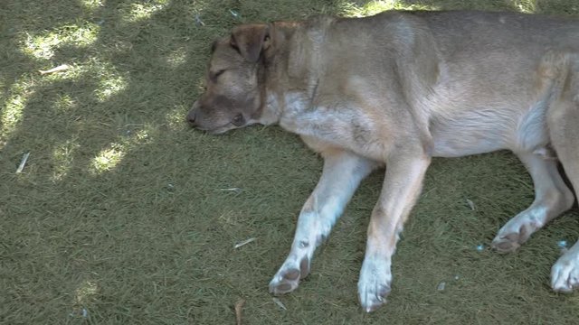 Dog sleeping on the grass 2