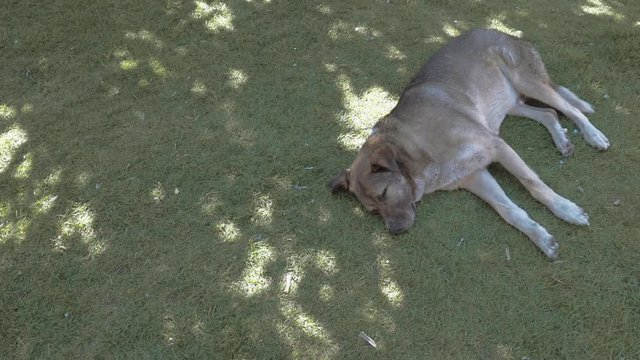 Dog sleeping on the grass 3