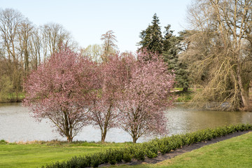 Obraz premium tree with blossom