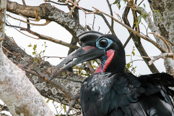 Endemic Bird in Uganda