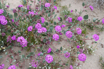 Desert Sand Pink Verbena Wildflowers