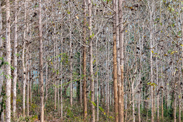 Many straight trunk trees