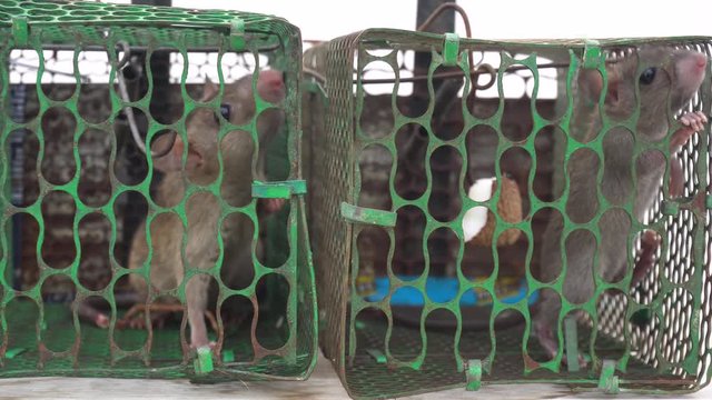 rats trapped in a metal cage trying to find a way out. two rats big and small struggling for life.