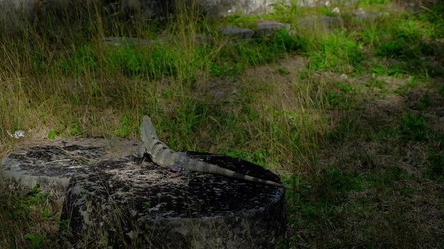 A prehistoric lizard iguana in the jungle of the Yucatan peninsula, Mexico