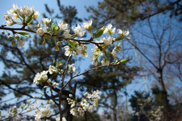 Cherry blossoms,Japanese apricot flower