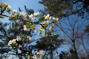 Cherry blossoms,Japanese apricot flower
