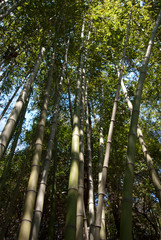 a bamboo grove