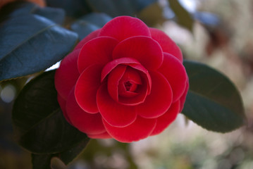 camellia flower