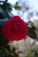 camellia flower