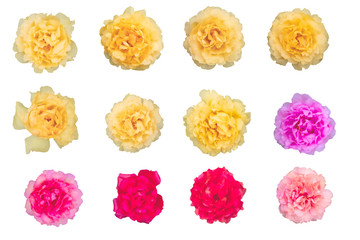 Multi-Color Portulaca as background picture.flower on clipping path.