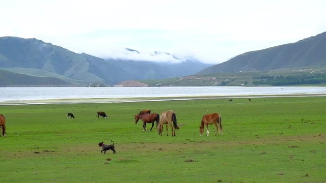 Wild horses eating grass in mountain of Tafi del Valle, Tucuman province, northern Argentina.