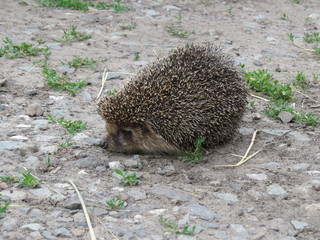 hedgehog