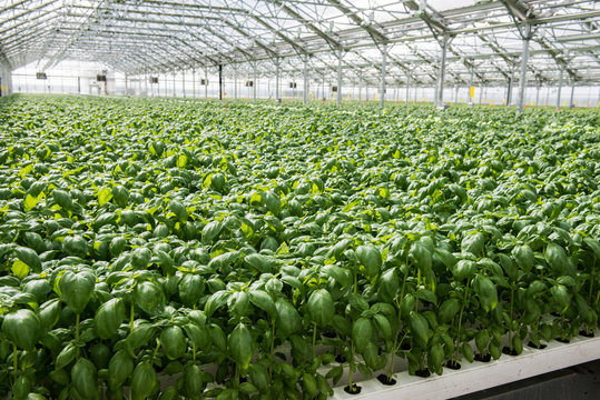 Hydroponics Style of Cultivation