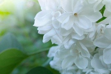 lilac white. A branch of blooming white lilac macro on a blurred background.Spring flowers