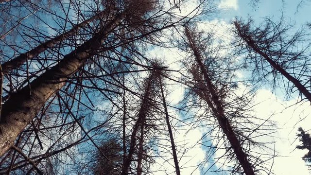Rotation under trees. Facing the sky