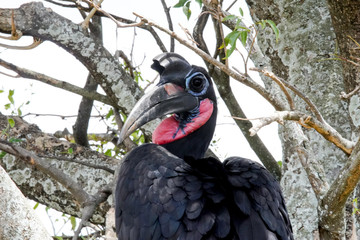 Endemic Bird in Uganda