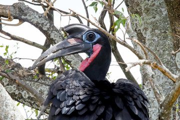 Endemic Bird in Uganda