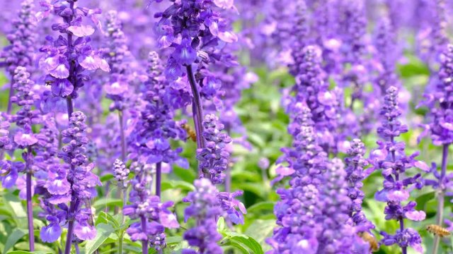 Salvia farinacea benth in garden