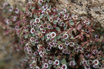 Red Gland Spurge in Anza-borrego State Park California