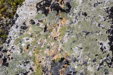 Stone surface covered with lichen and moss