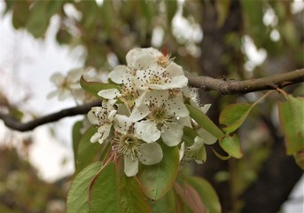 Flower in the branch of tree.