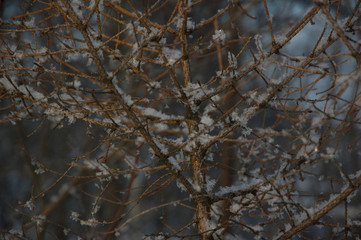 branches of a tree in winter