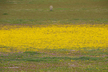 Field of Yellow Wildflowers in Anza-borrego State Park California