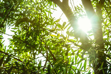 Sunlight ray with tree branch background