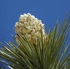 Joshua Tree Bloom Close Up in Joshua Tree National Park
