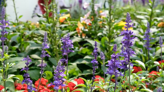 Salvia farinacea benth in garden