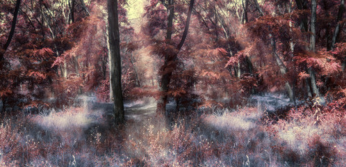 Fantasy autumn panoramic photo with mysterious forest and sun rays